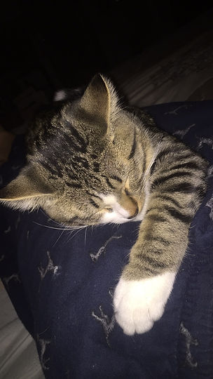 Sleeping kitten